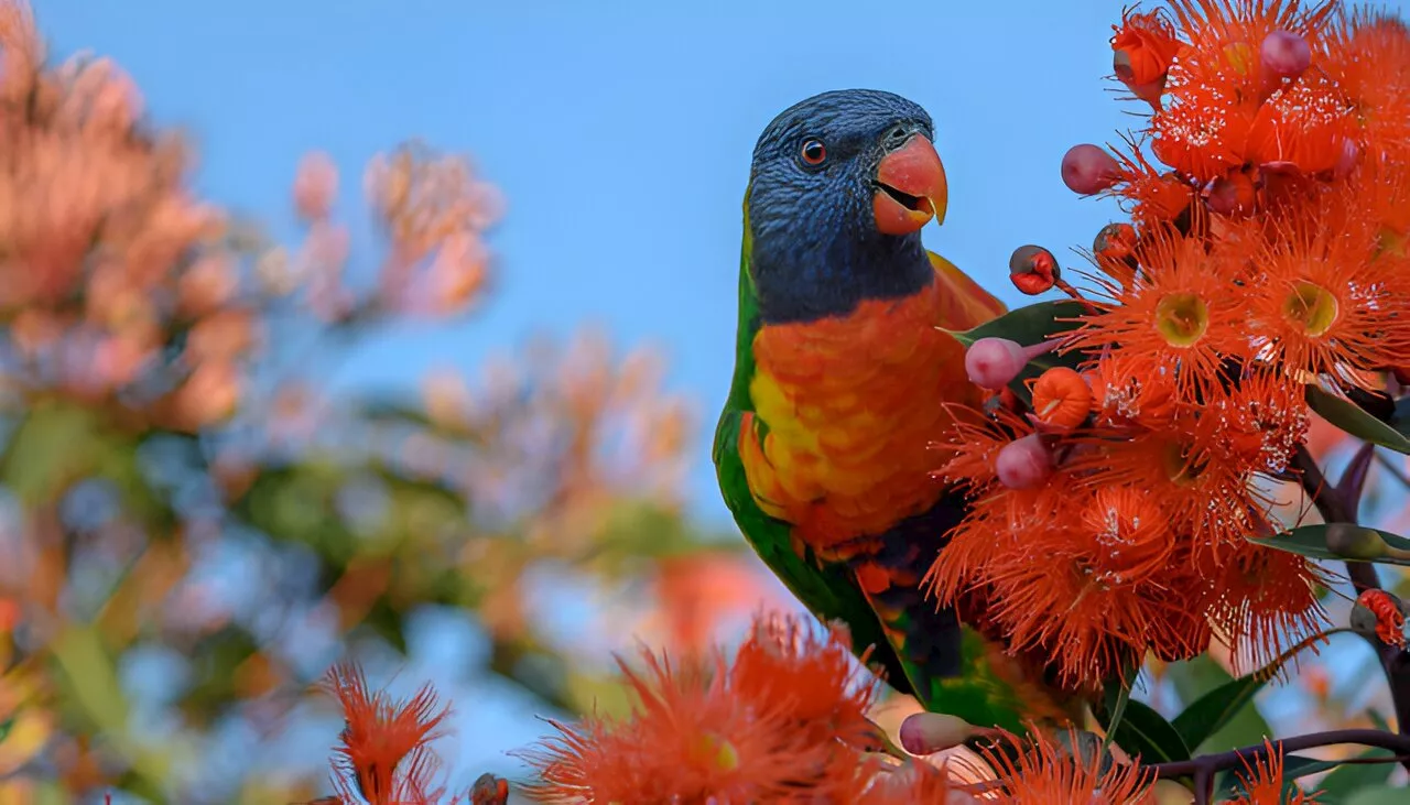 Why you should count your chickens (and kookaburras, lorikeets or other backyard birds)