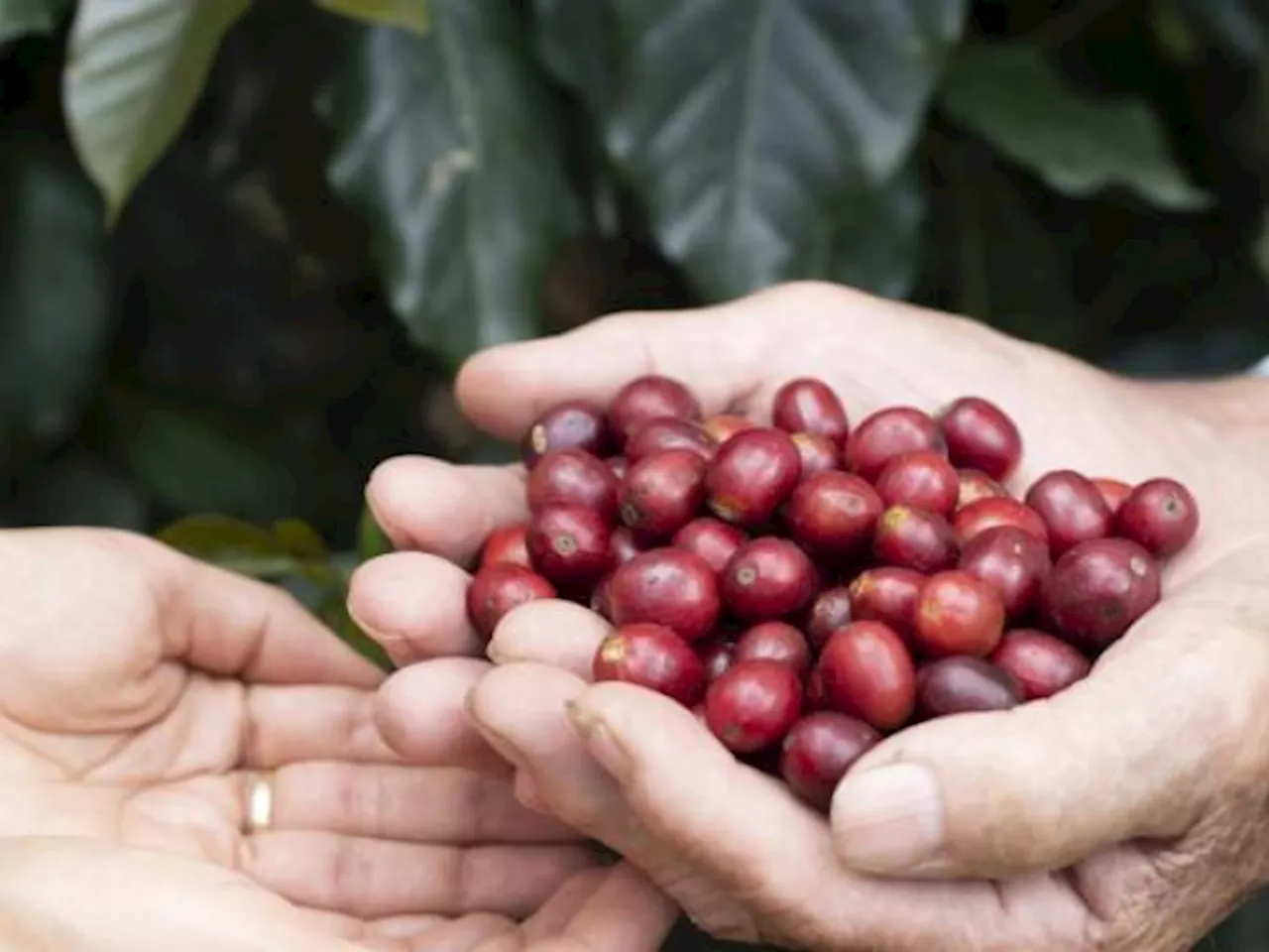 Colombia prevé cerrar 2023 produciendo 11,6 millones de sacos de café