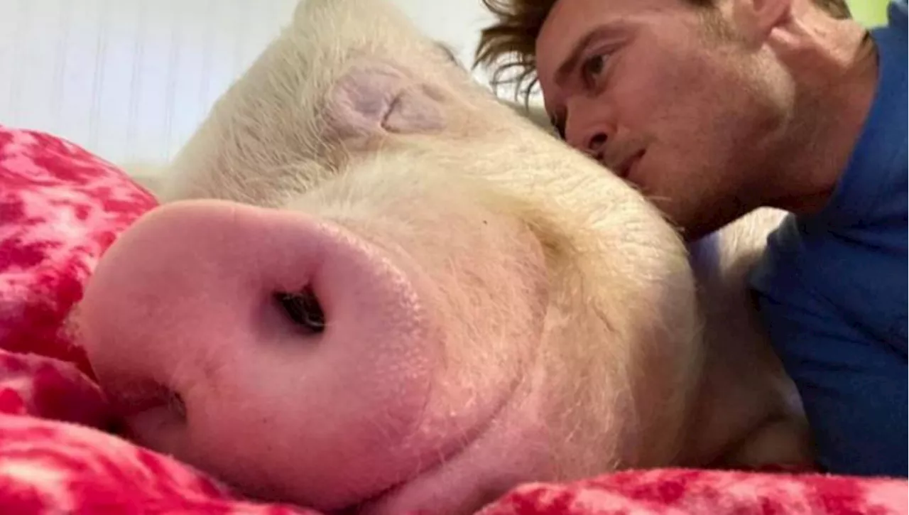 Addio a Esther the Wonder Pig, il maiale che ha cambiato la visione sugli animali da allevamento: 'La sua mem…