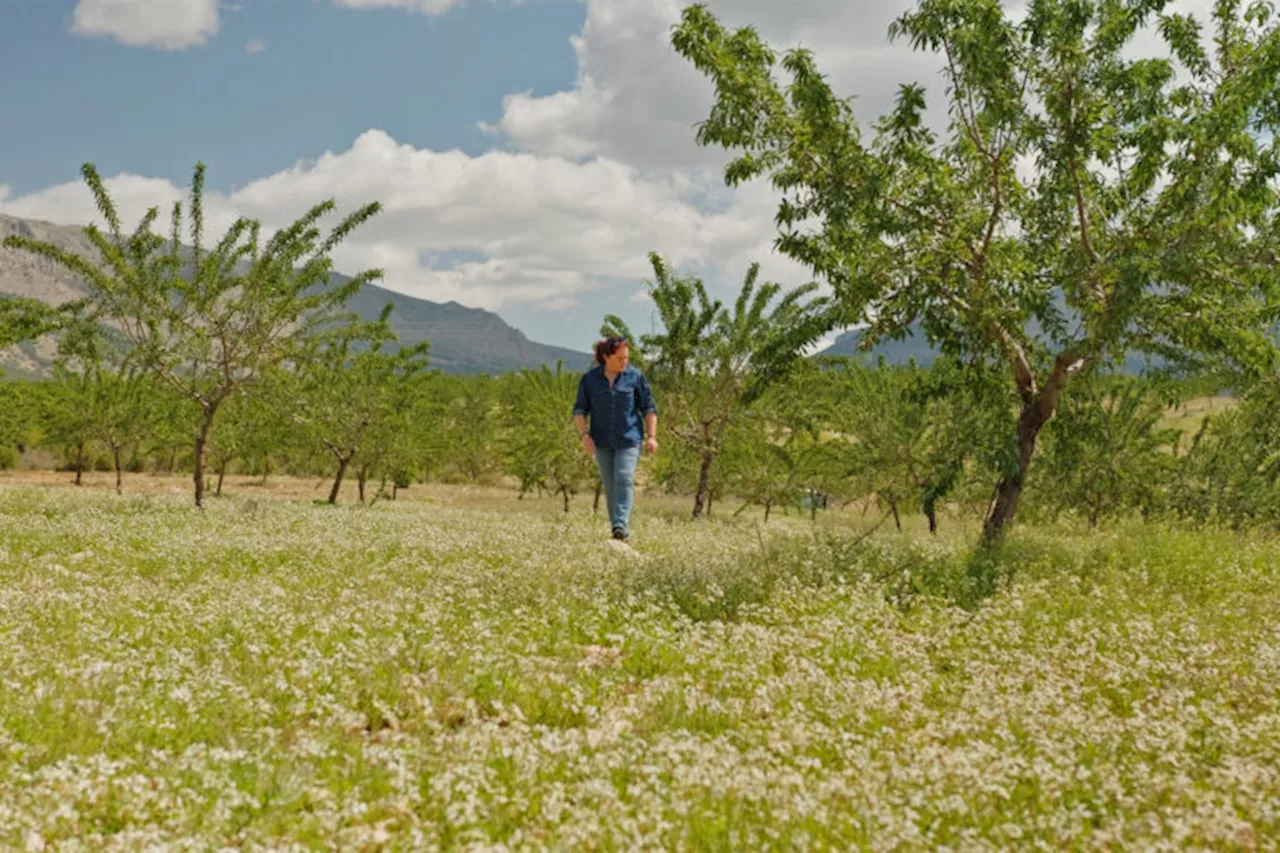 Battling desertification: Bringing soil back to life in semiarid Spain