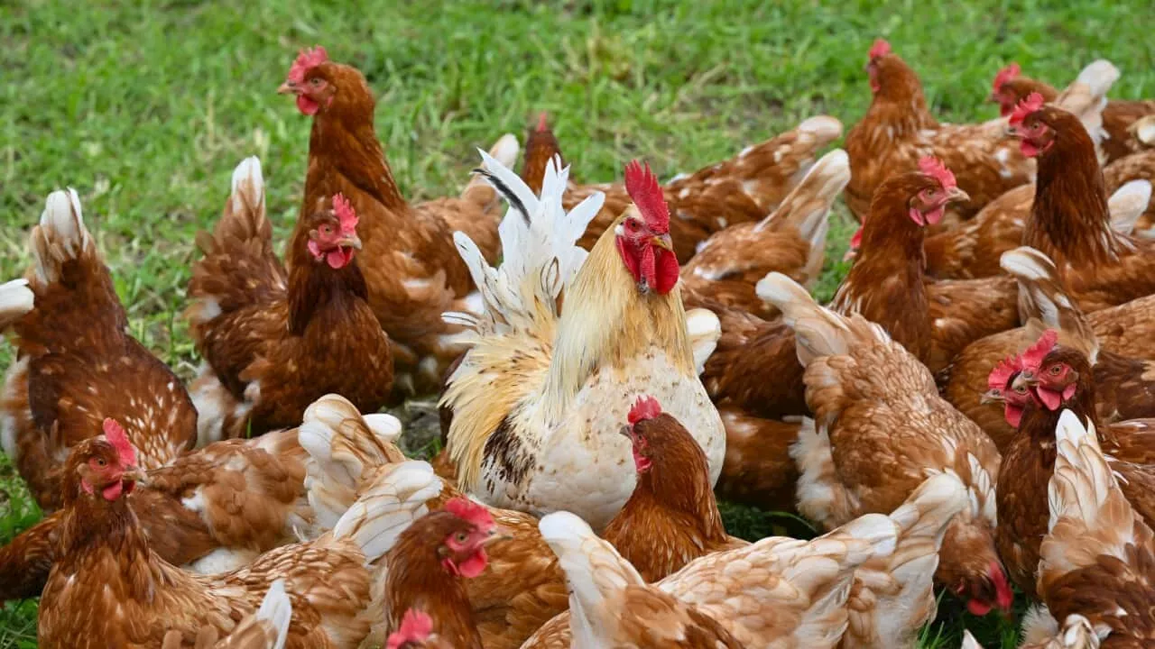 Bird flu's troubling new evolution