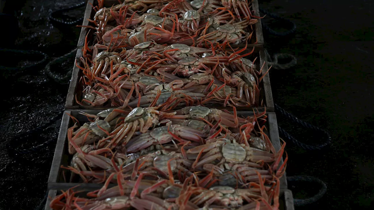 10 billion snow crabs have disappeared off the Alaskan coast. Here’s why