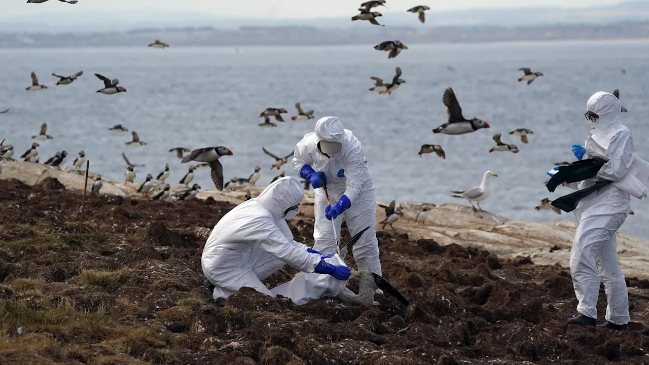 Hope in fight against lethal bird flu as scientists discover some species developing immunity