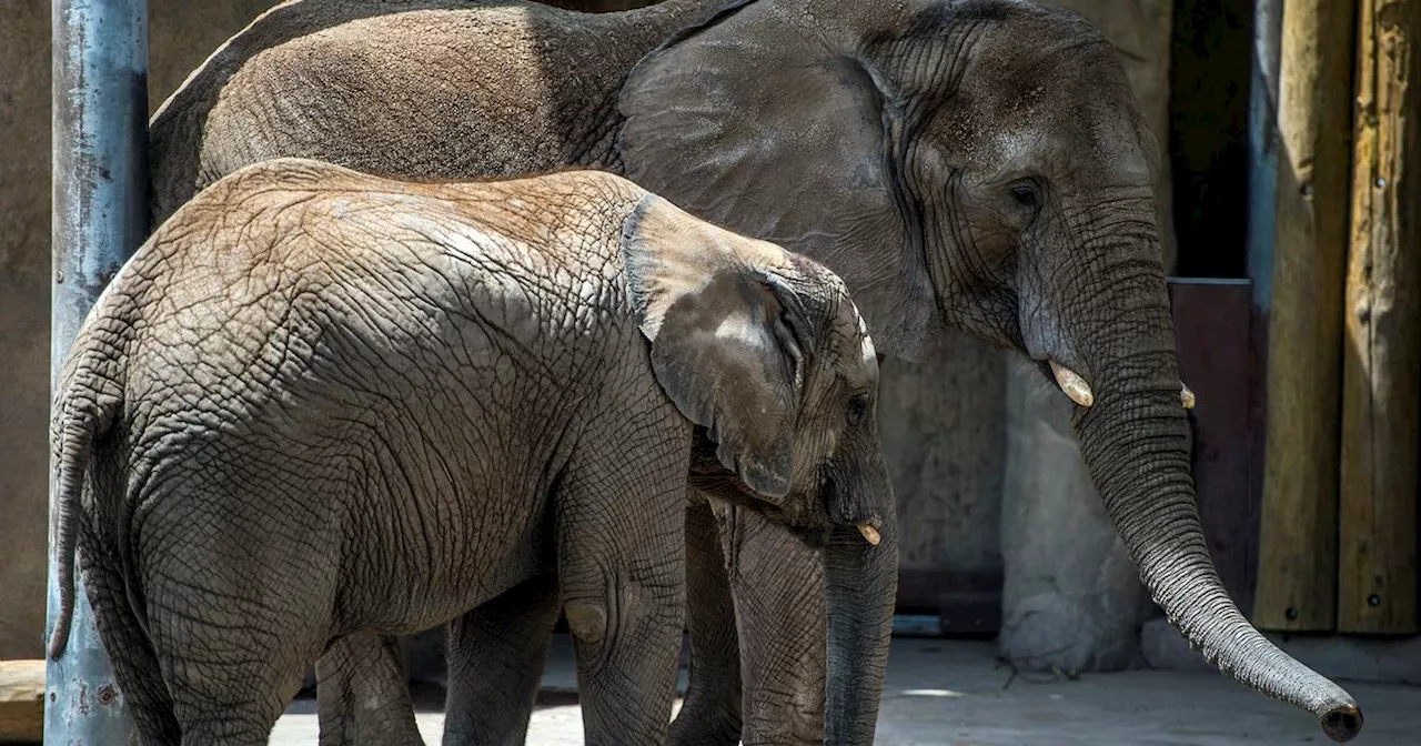 Hogle Zoo elephants gone: Will they become Chiefs fans? Meet Taylor Swift? The Kansas City sky is the limit.