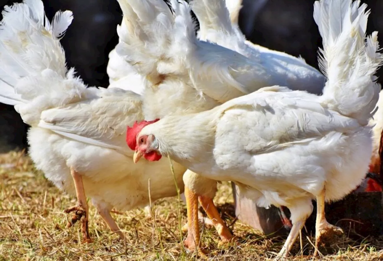 The Road to Cluckcess Success Stories from Poultry Farmers