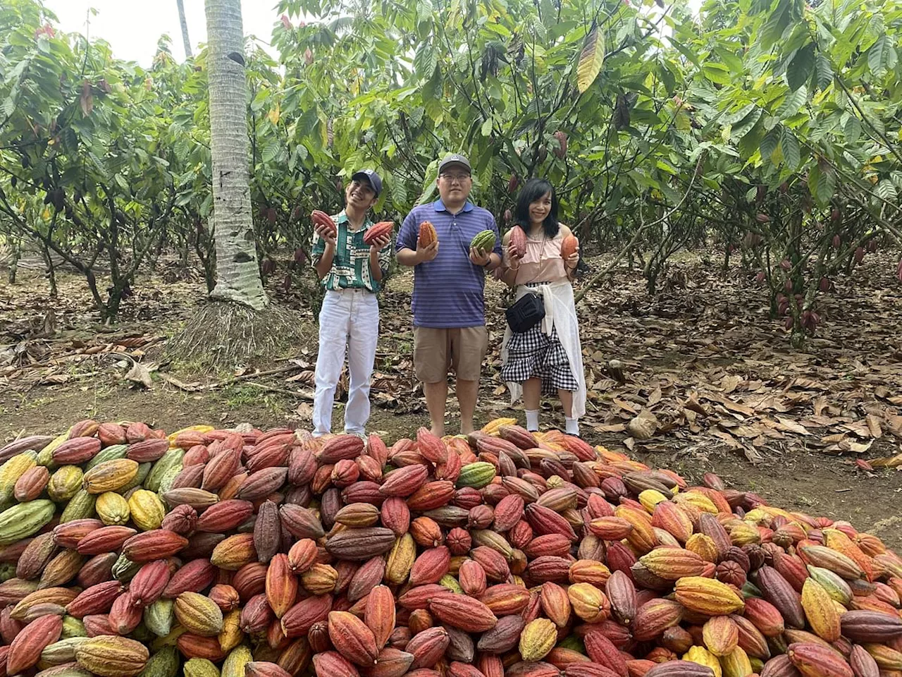 Cacao Culture: Championing sustainable cacao farming in Davao