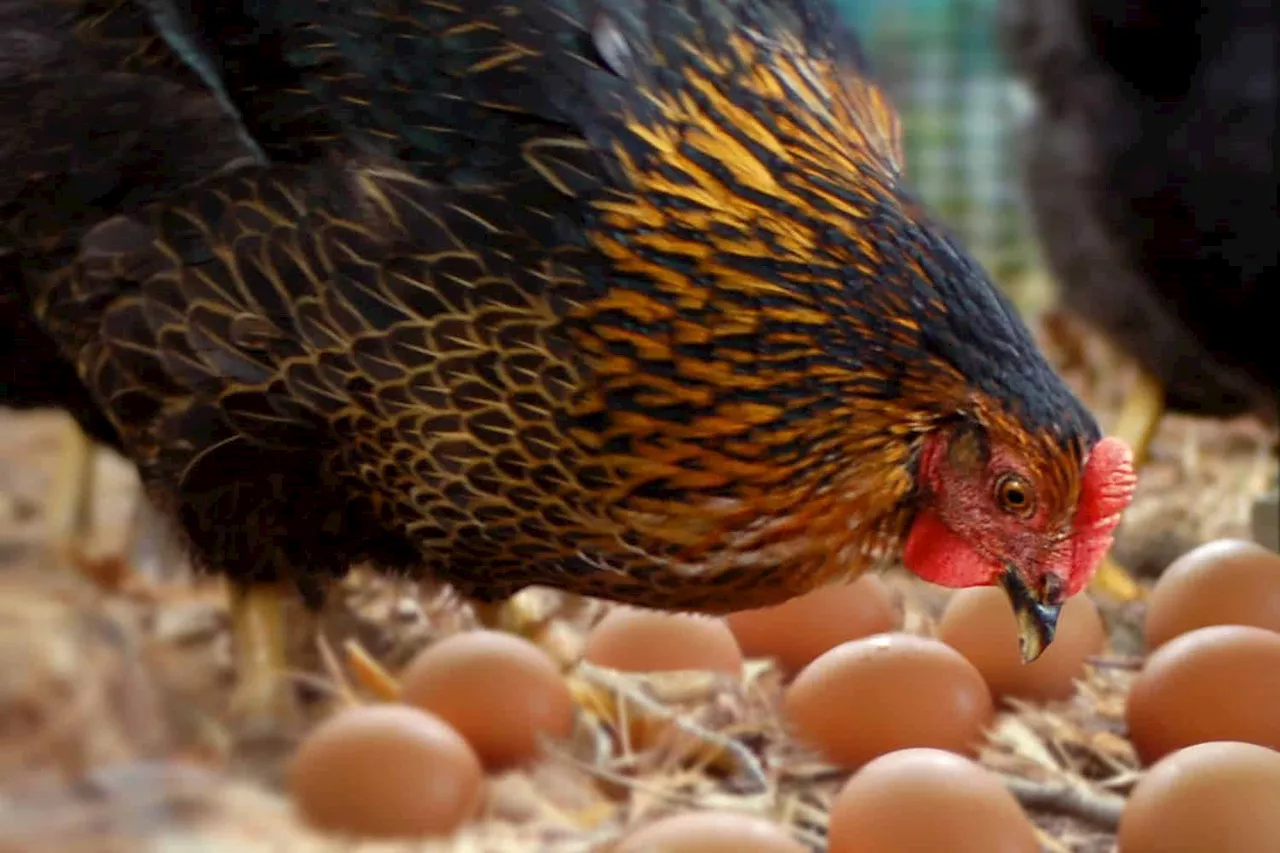 Didiza grants thousands of permits for chicken, eggs imports to ensure supplies for Christmas