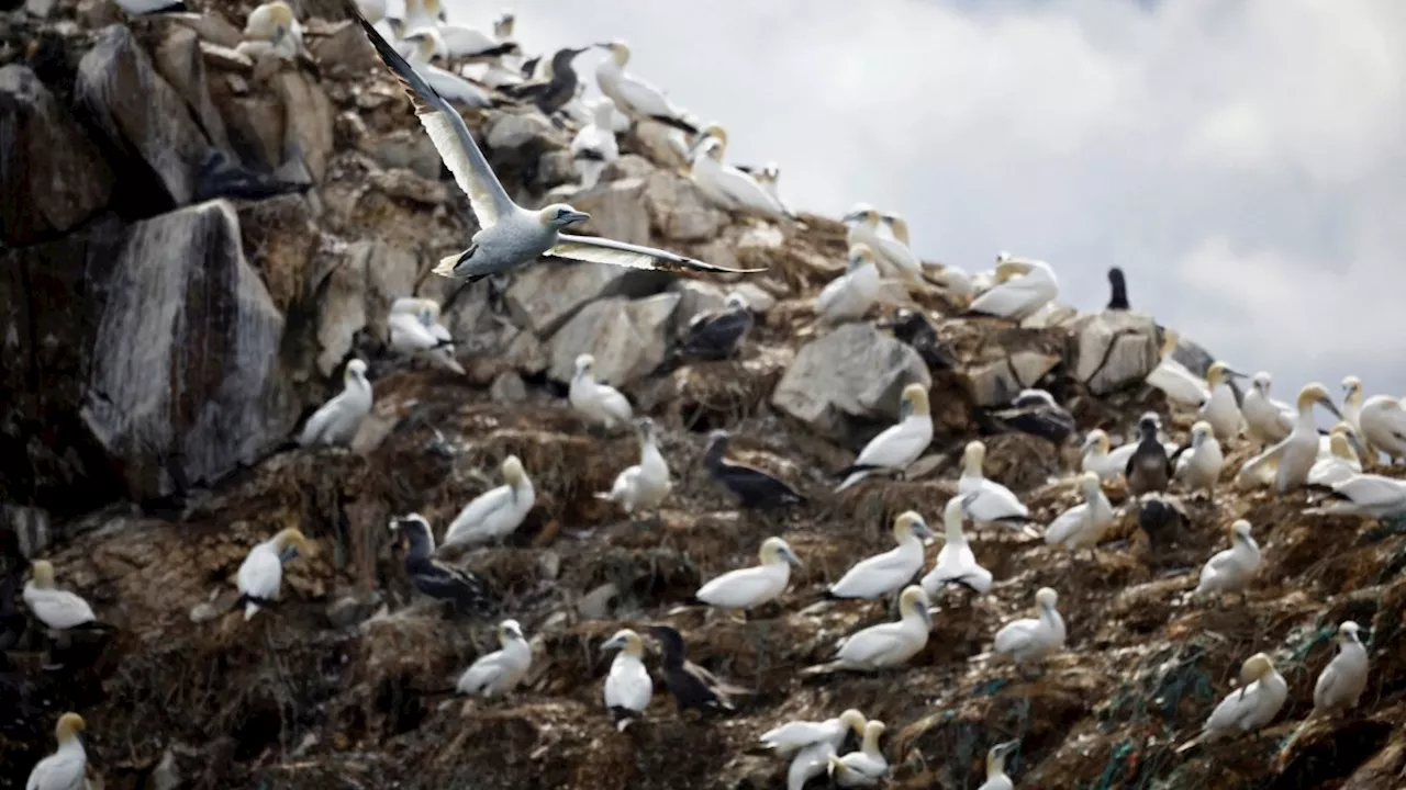 Avian flu might not be as bad for British birds this year