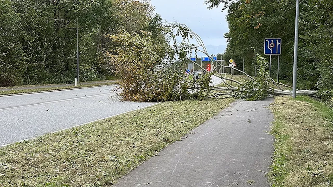 Flere trafikuheld på grund af væltede træer