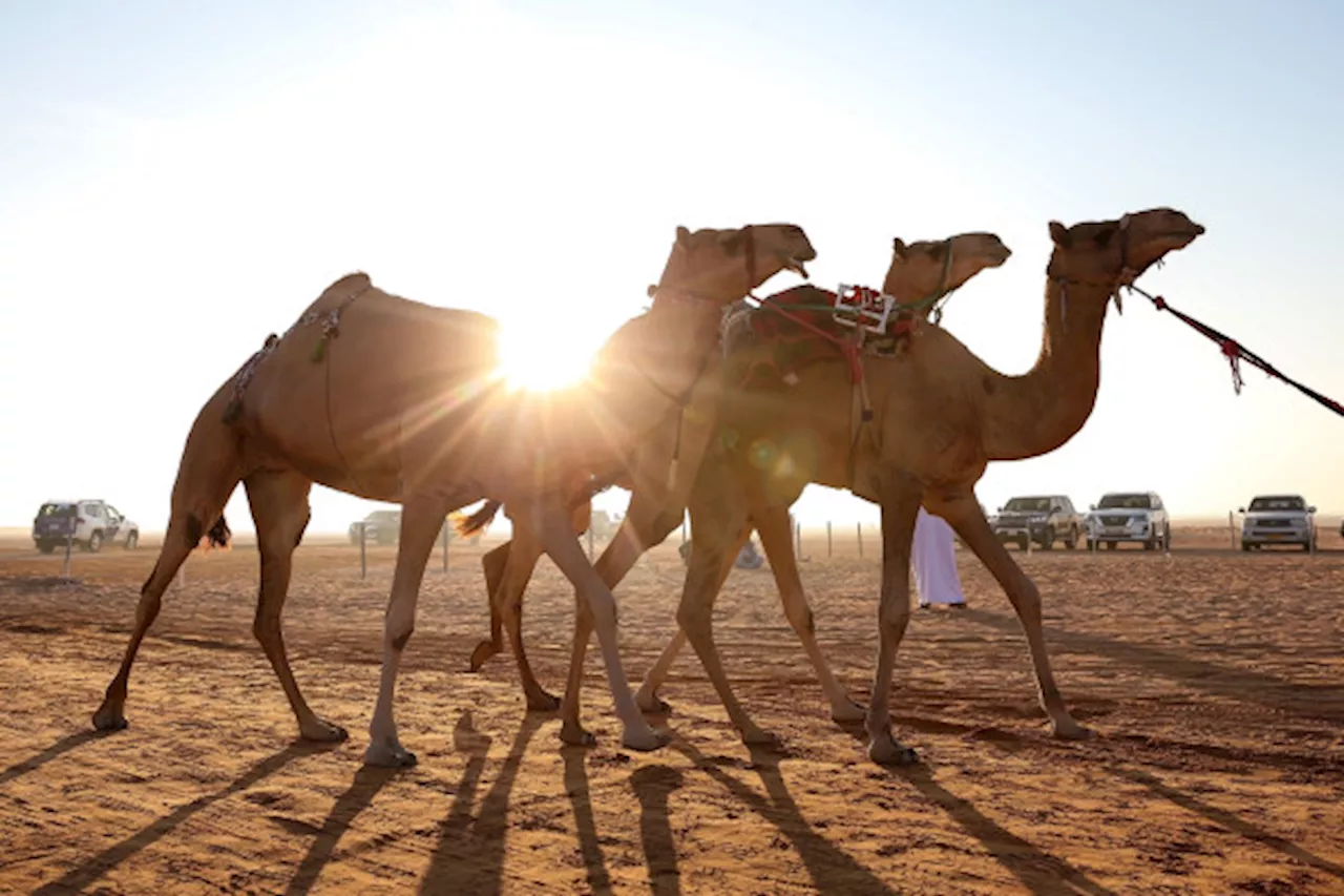 مهرجان الظفرة ينطلق بمحطته الأولى من سويحان غداً