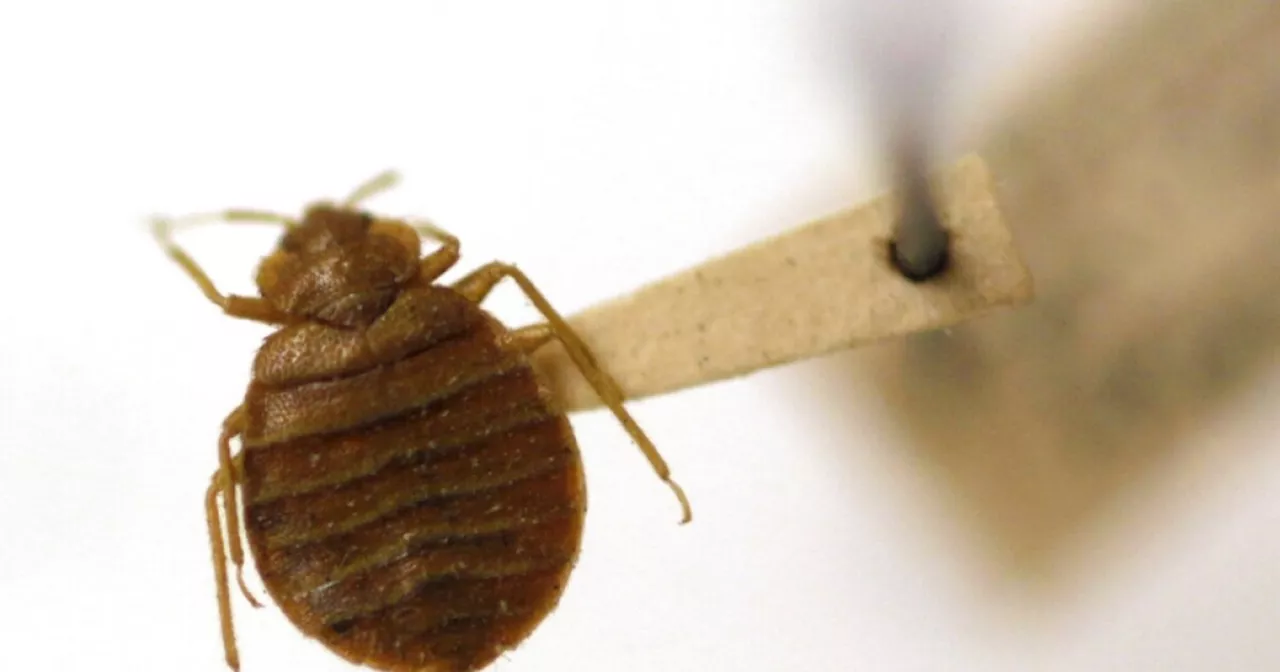 Cardinal Local School District cancels school Friday due to bedbugs