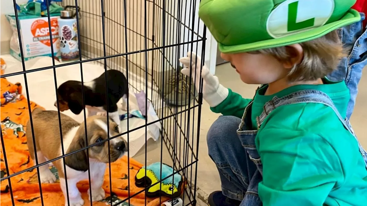 Franklin County Dog Shelter hosts 'Trick-or-Treat with the Pups'