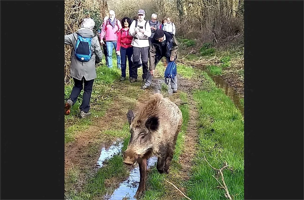 Vendée : quand un sanglier accompagne un groupe de randonneurs