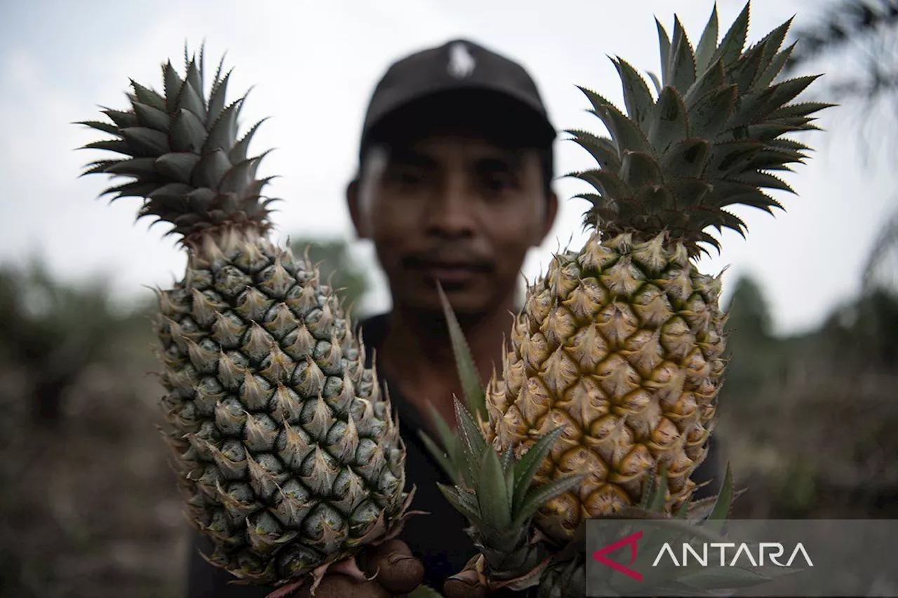 Membudidayakan buah nanas di lahan gambut