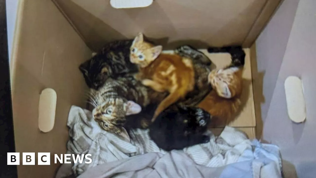 Cat and her four kittens found in A1079 layby at Dunswell