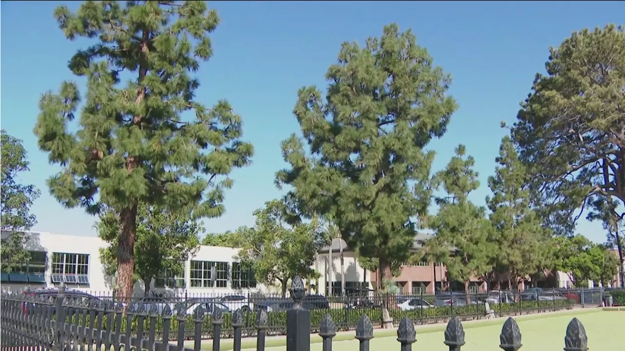 Battle in Coronado: Lawn bowler versus beloved pine trees