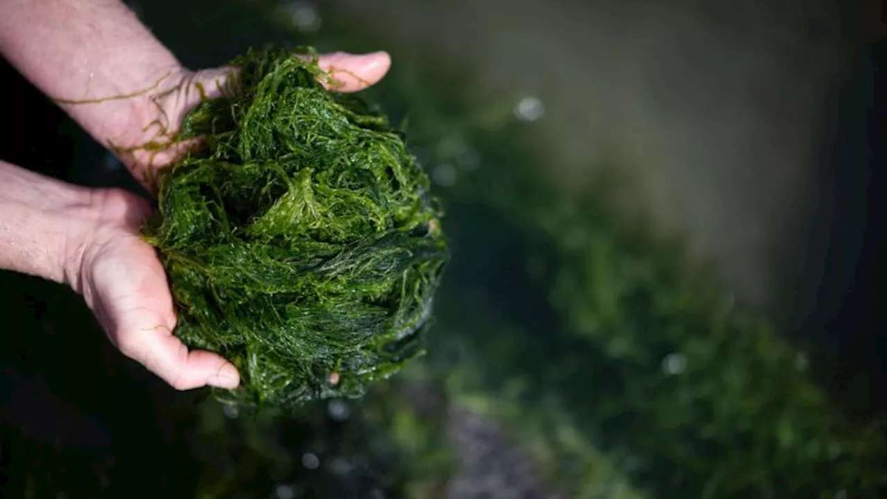 How seaweed shaped the past and could shape our future