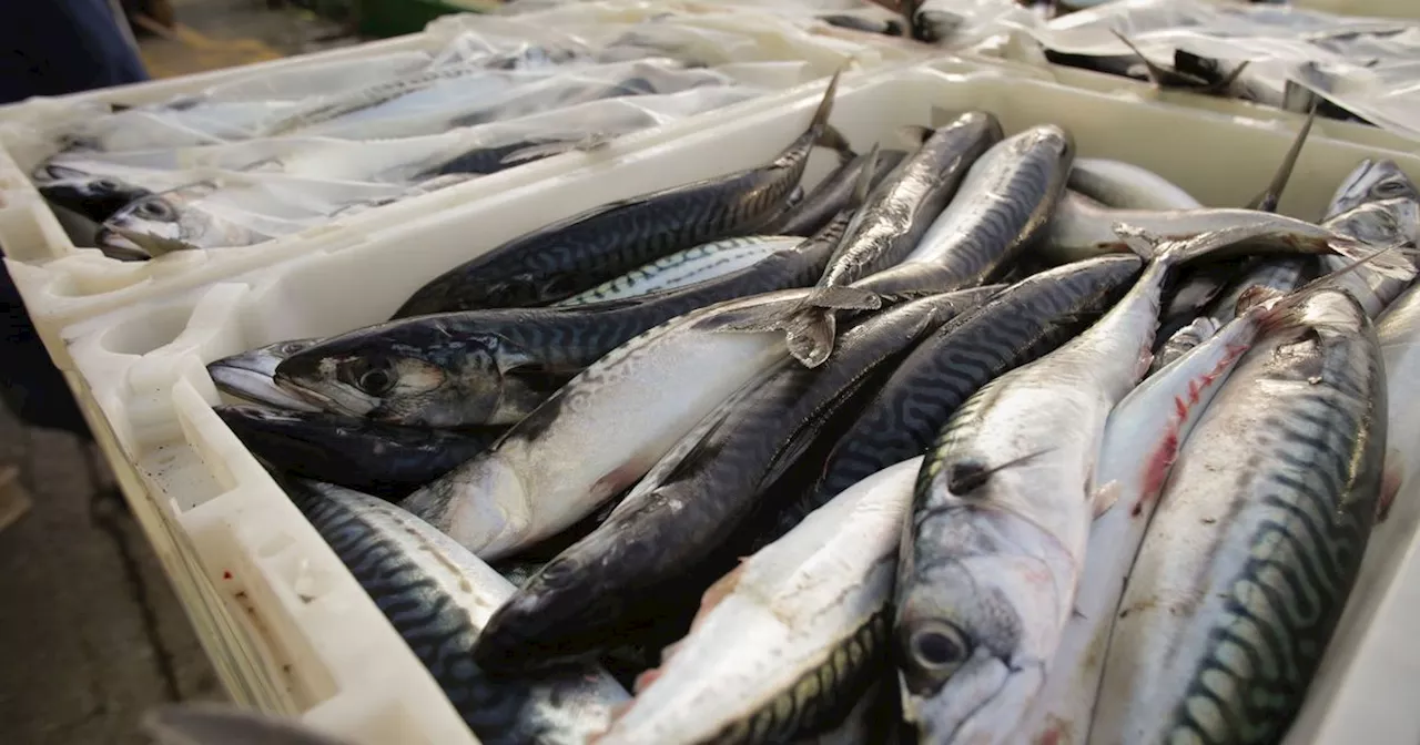 Big Scots fishing boats 'bypassing local economy' as third of catch goes abroad