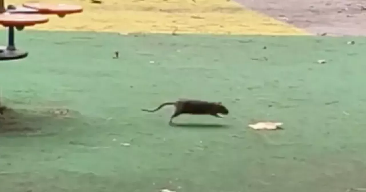 'Massive' rat scurries across Scots kid's playground leaving child terrified