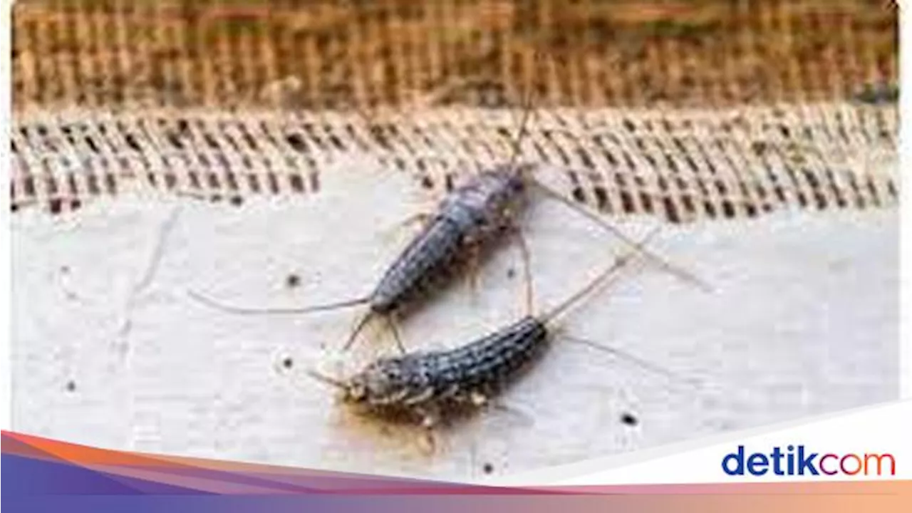 Tips Ampuh Membasmi Gegas, Serangga Kecil yang Merusak