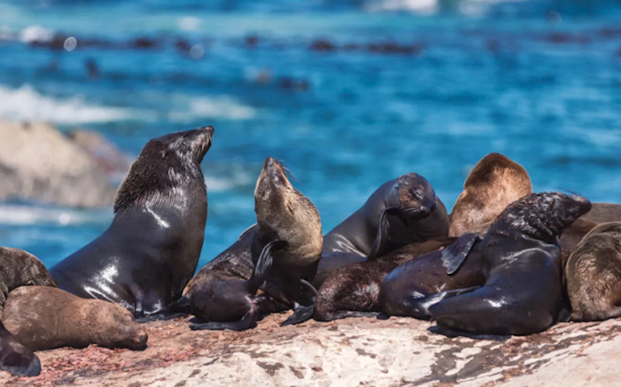 SPCA and City of Cape Town condemn public harassment of seals