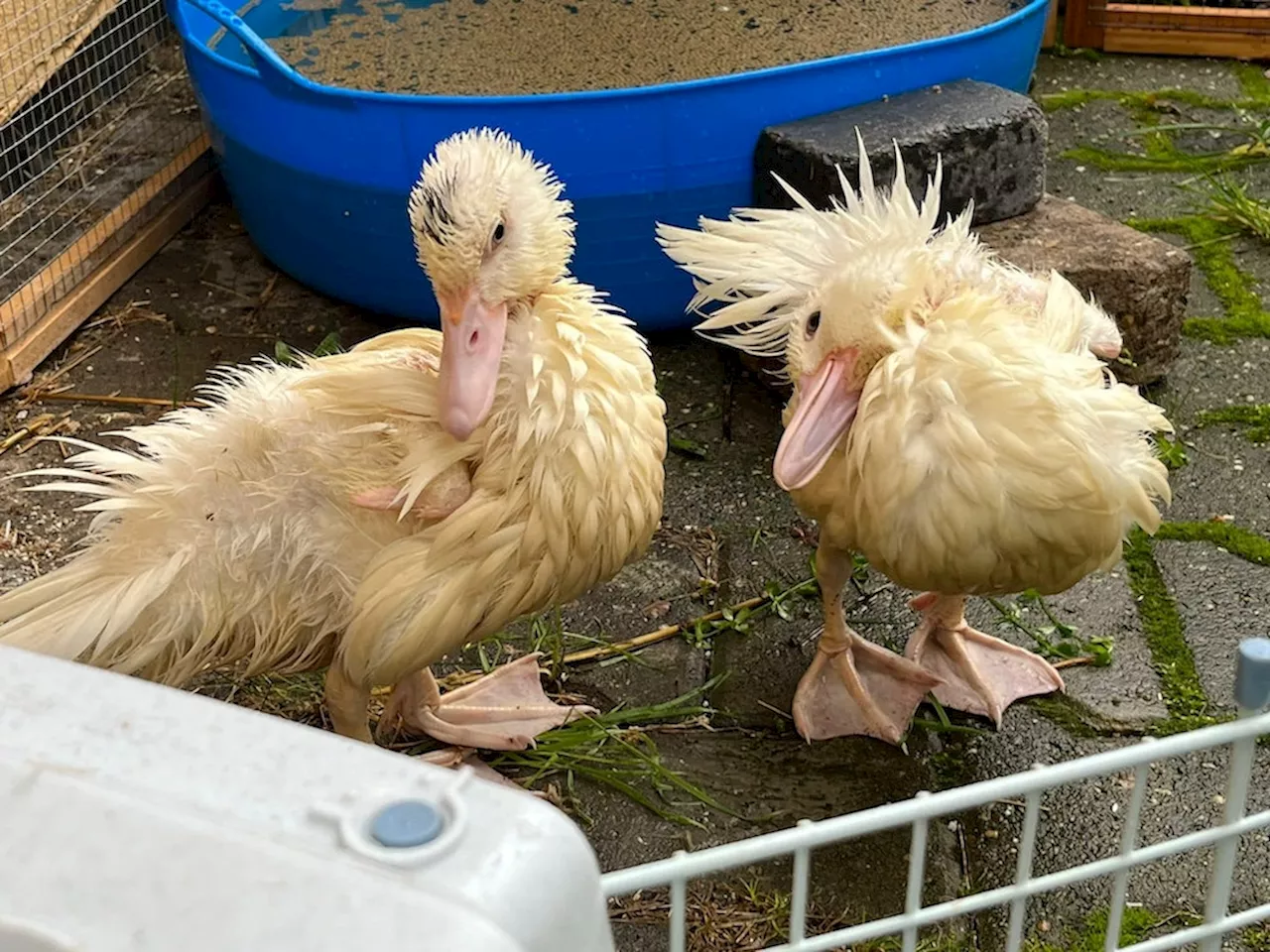 Kölner Tierheim: Ausgesetzte Entenküken „hübsch verpackt“