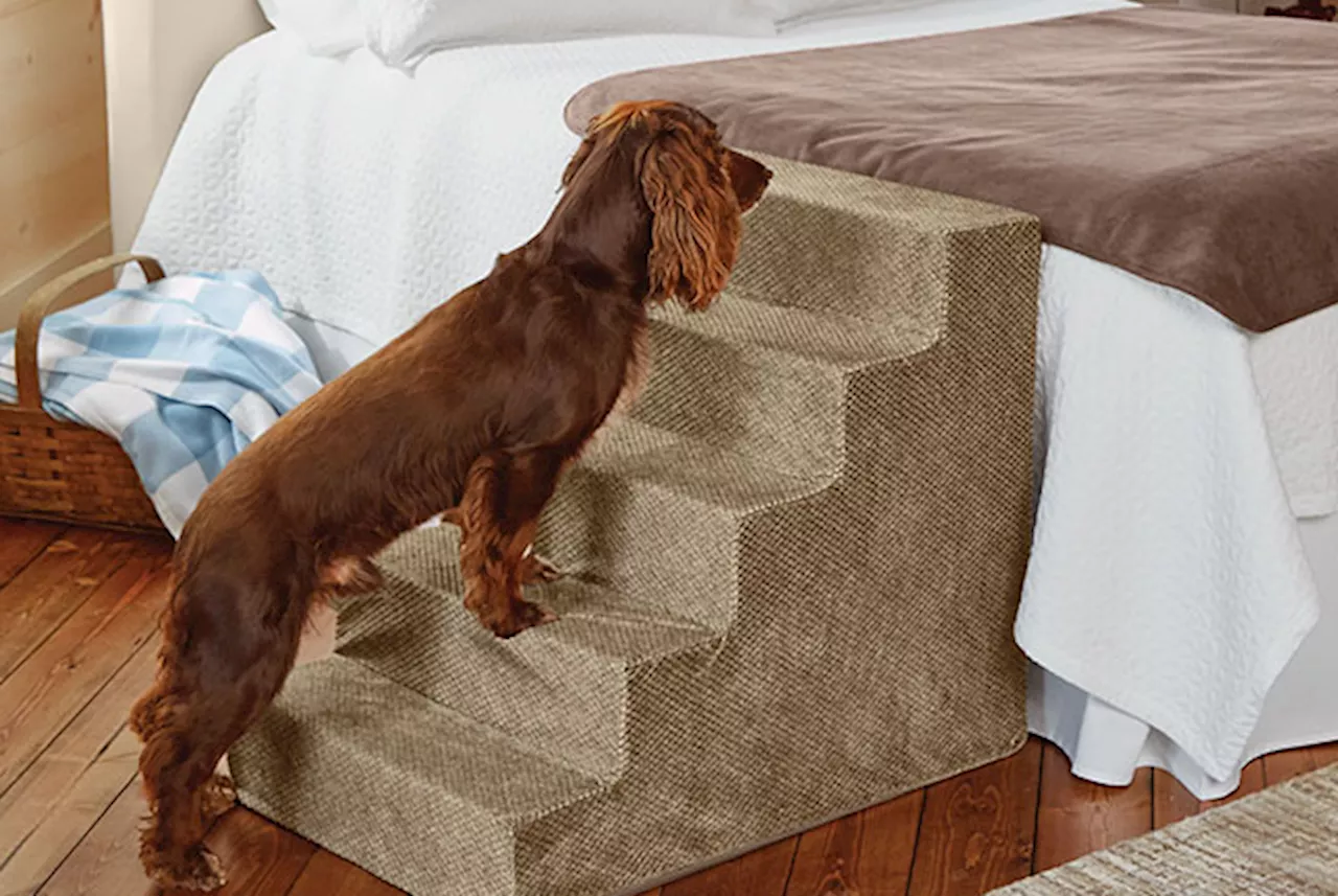 This little mini stairs will help your dog get up and down from your bed