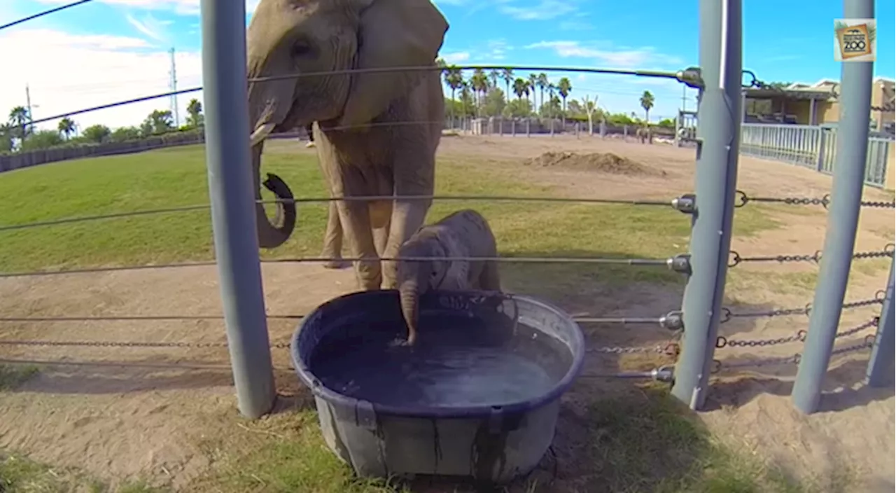 VIDEO: You NEED To See This Baby Elephant Blowing Bubbles