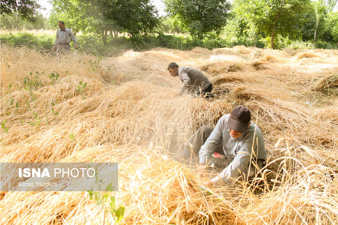 ۹۶ درصد مطالبات گندم‌کاران گلستانی پرداخت شد