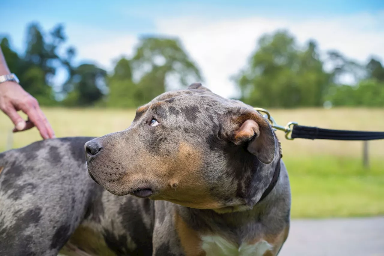 Dogs Trust, which rehomed XL Bully that attacked owner in Norfolk, stops adoption of breed