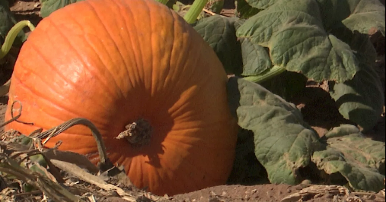 The perfect patch: Family finds perfect pumpkins for 30 years at Apple Annie's Orchard