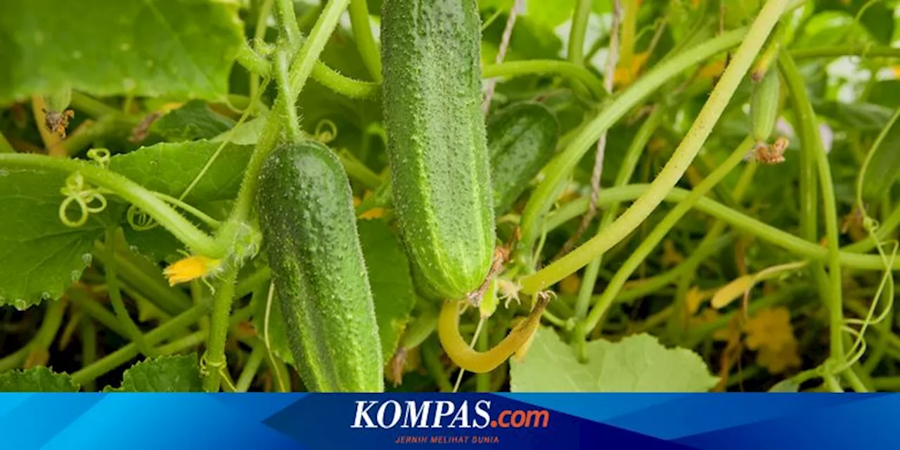 5 Penyebab Daun Mentimun Menguning dan Cara Mengatasinya