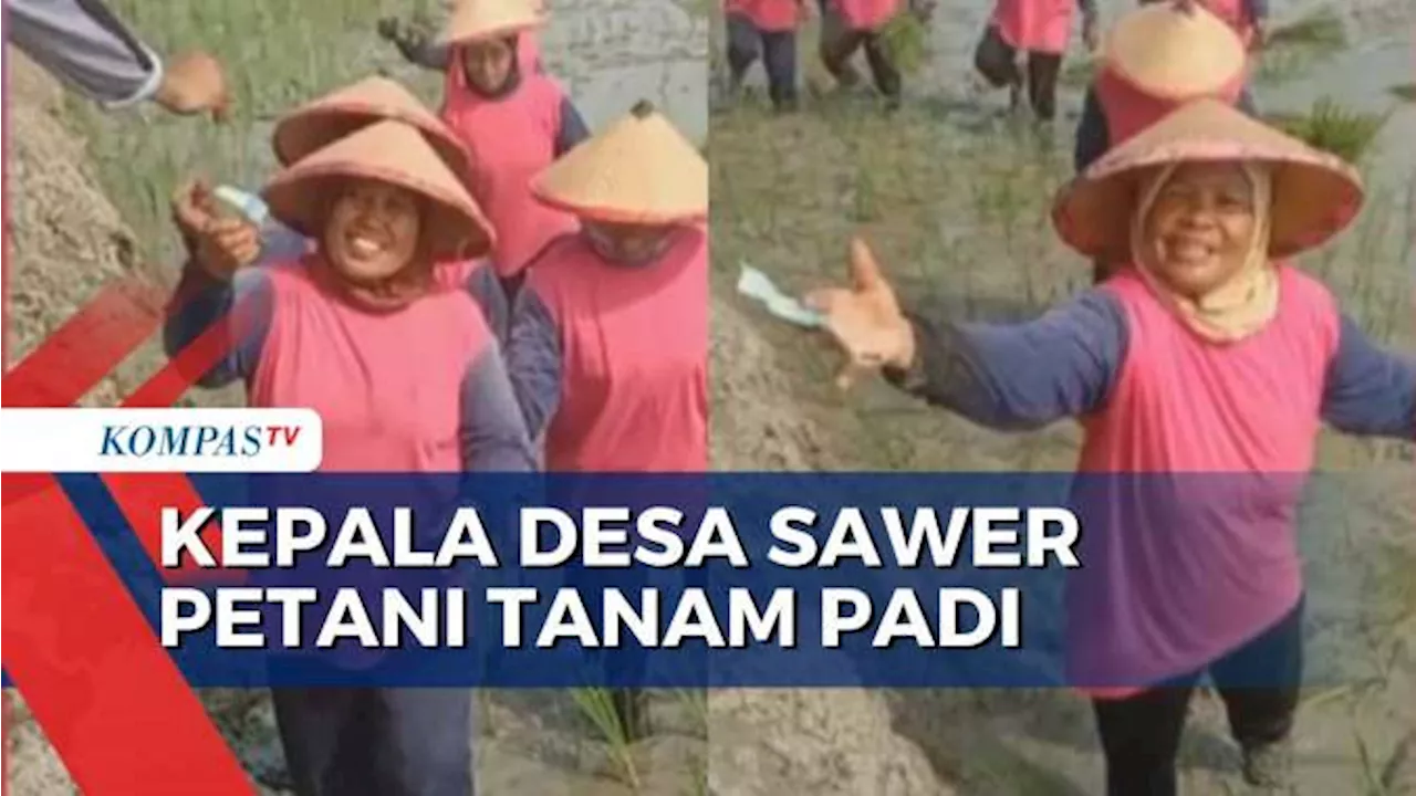 Video Kades Sawer Petani Saat Tanam Padi, Bentuk Syukur Dibukanya Waduk Kedung Ombo