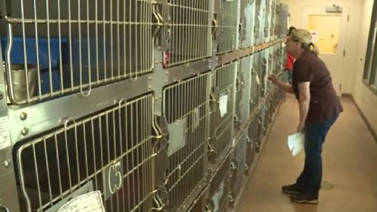 Weber County Animal Shelter eases overcrowding with online pet adoptions