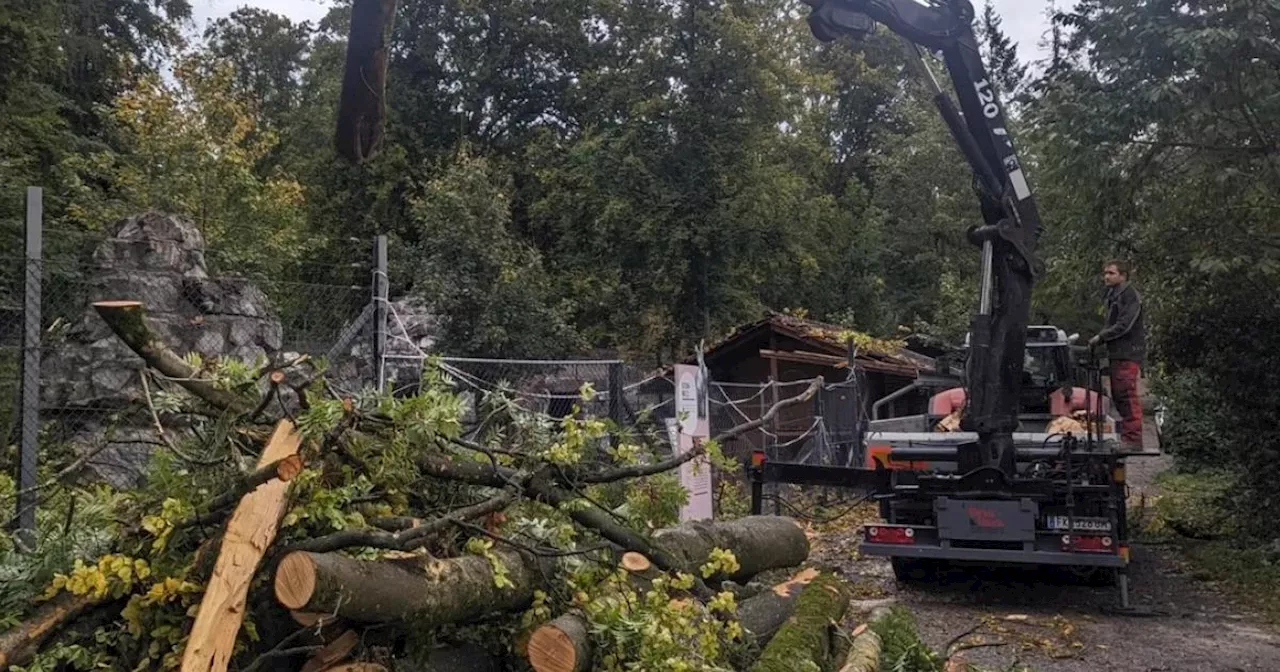 Sturm verwüstete Wildpark Feldkirch, Bäume stürzten auf Gehege