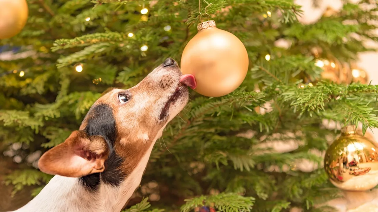 Experts warn pet owners of toxic decorations for the holiday season