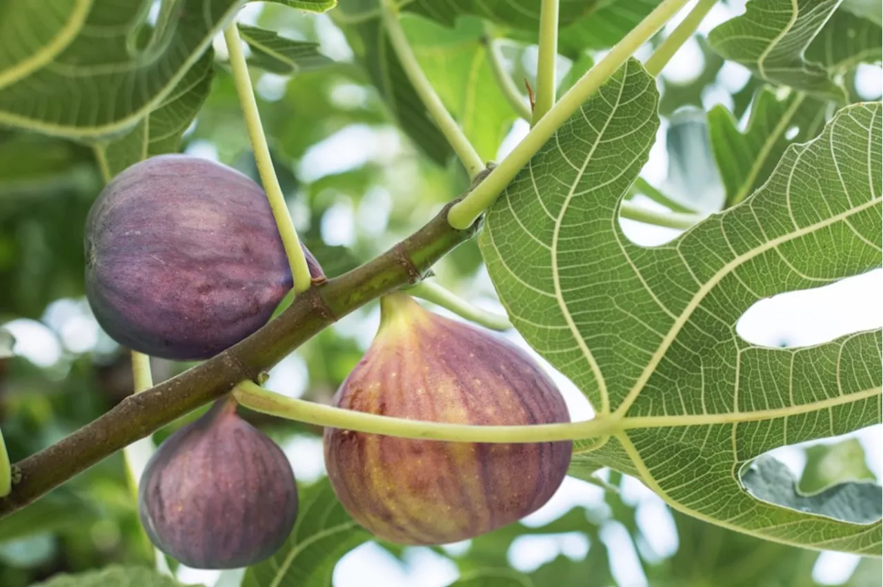 Master Gardener: When pineapples are ripe and ways to protect figs