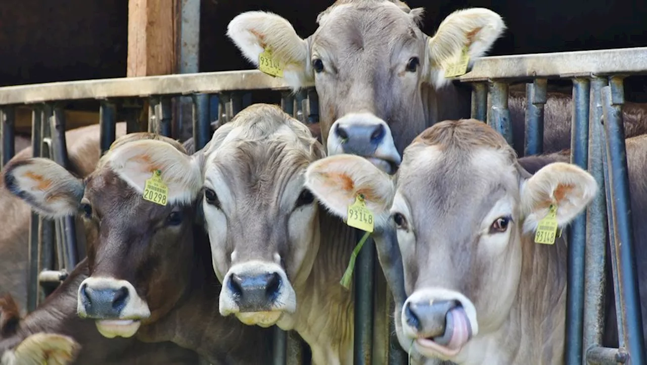 Le COVID de la vache : quelle est cette nouvelle maladie qui déferle sur l'Occitanie et effraie les éleveurs ?