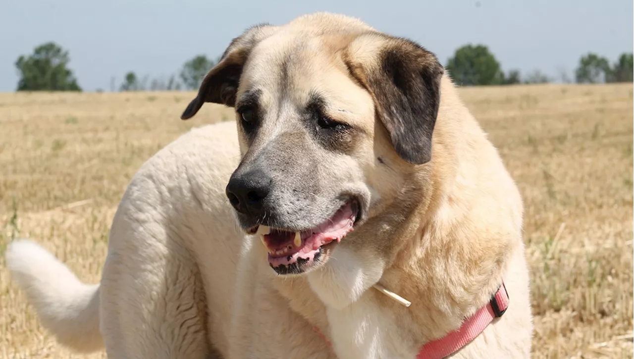 Il cane Nika, anziano e cieco, lascia il rifugio a 11 anni. 'Un sollievo meritato'