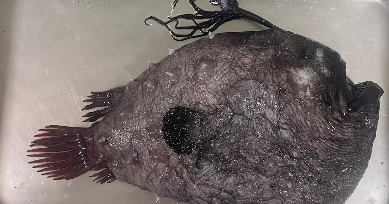 Ghoulish footballfish makes rare appearance on Orange County beach — on Friday the 13th