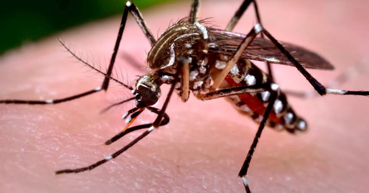 Rare case of mosquito-borne dengue diagnosed in Pasadena