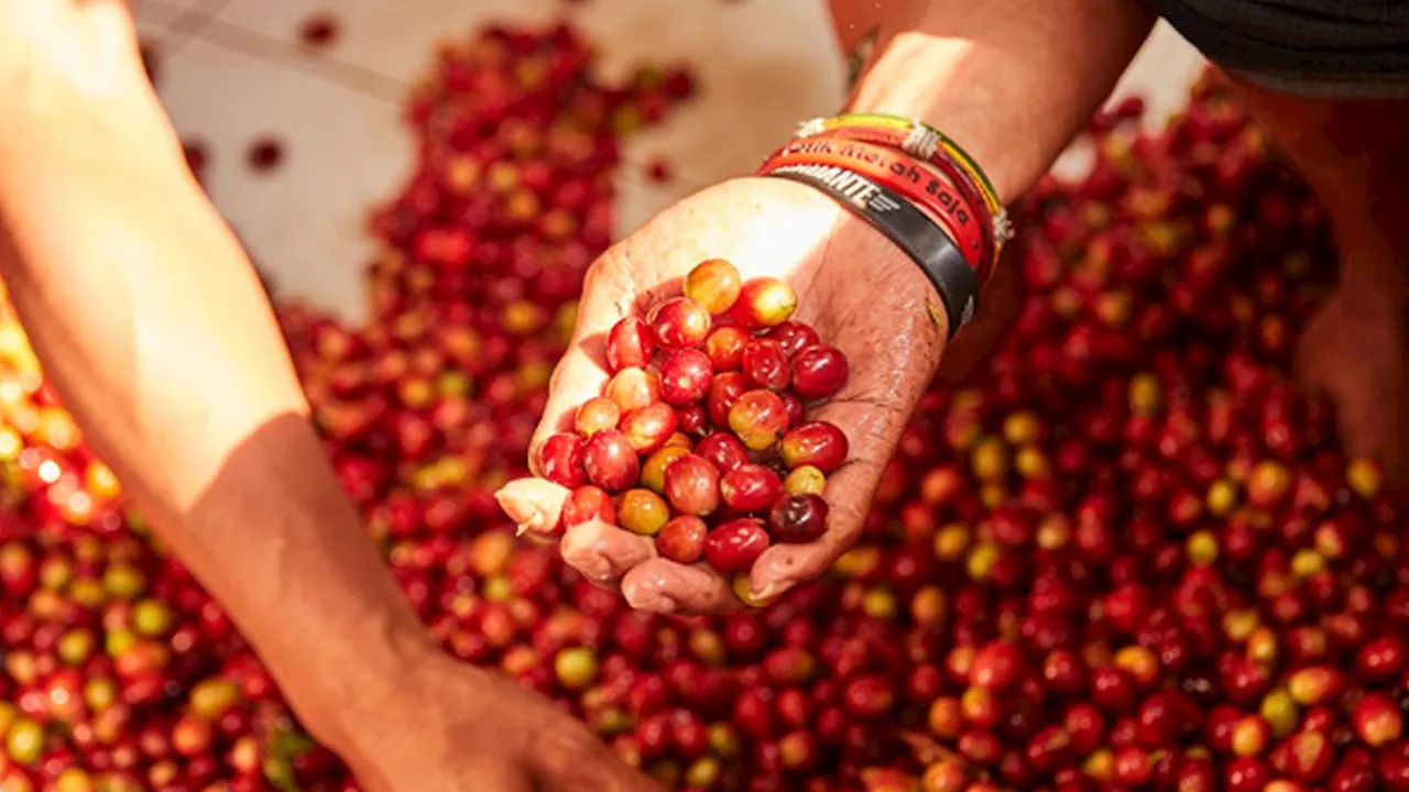 Perubahan Iklim dan Hilangnya Habitat Serangga Ancam Produksi Kopi Dunia, Salah Satunya Indonesia