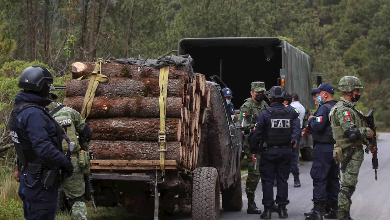 En Edomex, de enero a julio se han detenido a 77 personas por tala ilegal