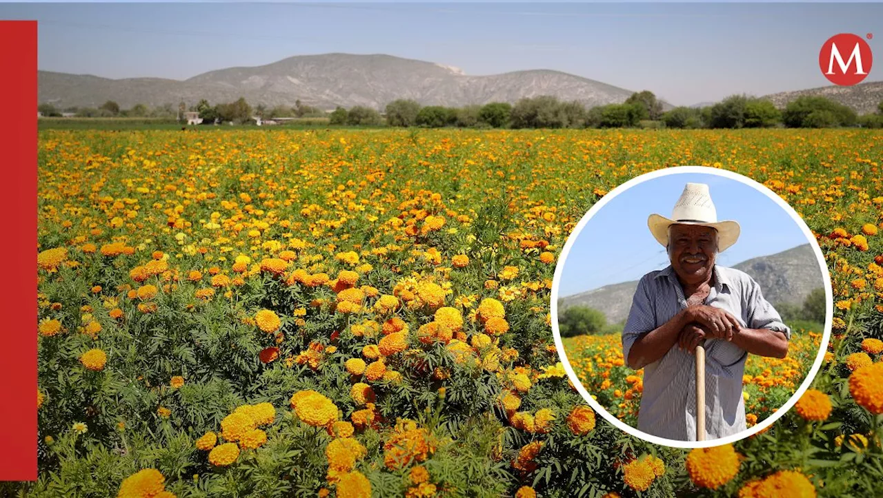 ¡Lerdo se pinta fucsia y amarillo! Siembra de flor de muerto, una tradición de generaciones