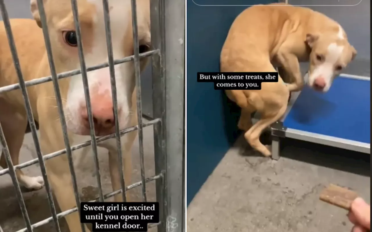 Shelter Dog on Death Row Has Distressing Reaction to Kennel Being Opened