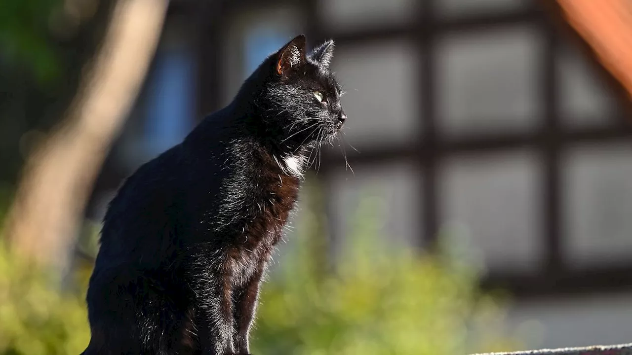 Thüringen: Tierschützer fordern Kastrationspflicht für Katzen