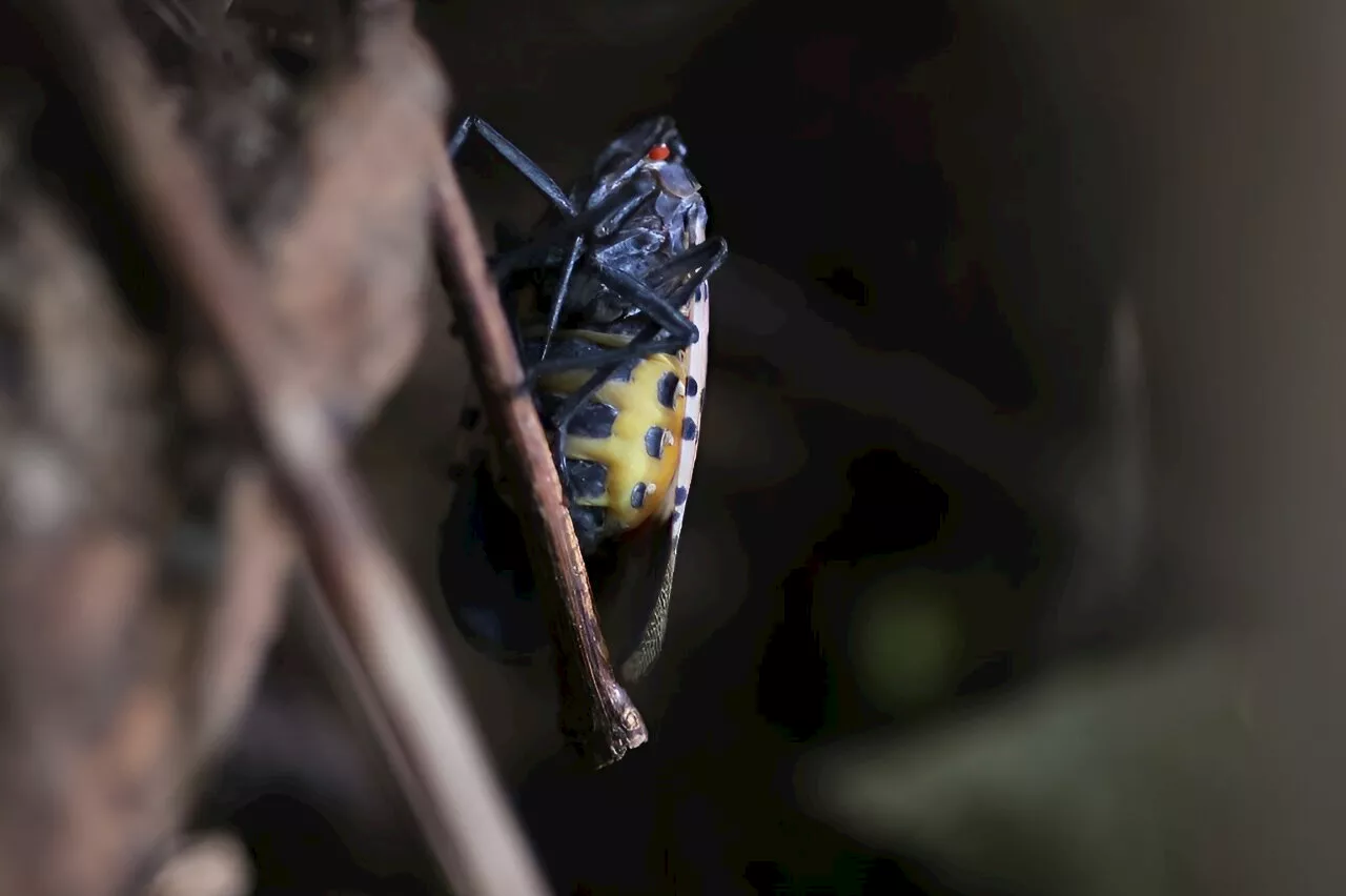 In US, invasive spotted lanternflies are devastating crops