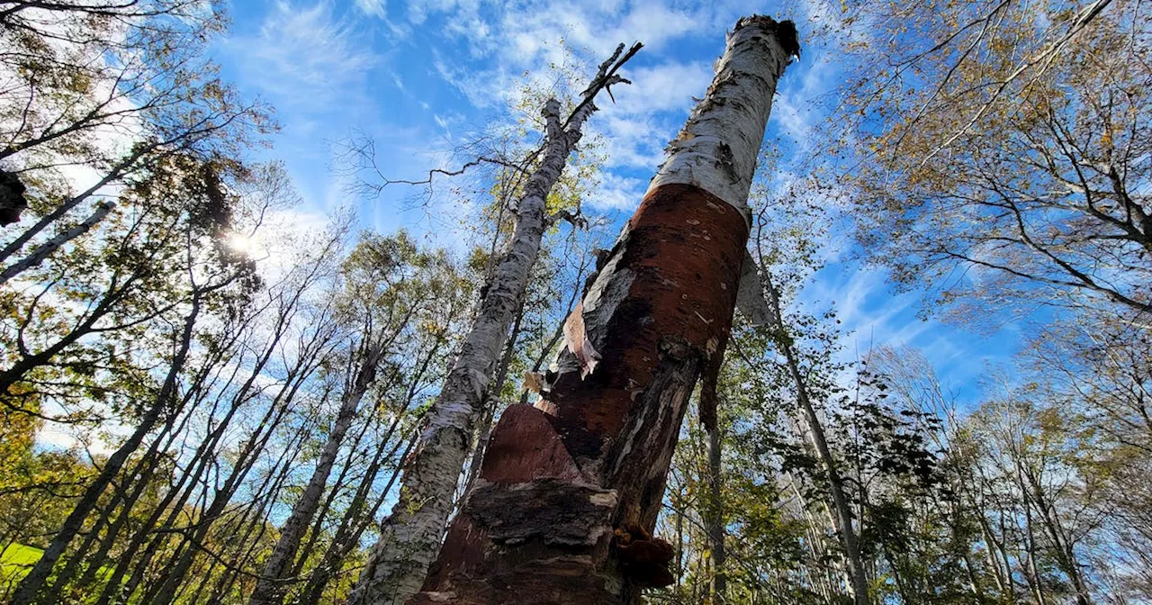 Fiona blow downs affected 13 per cent of P.E.I.’s forests