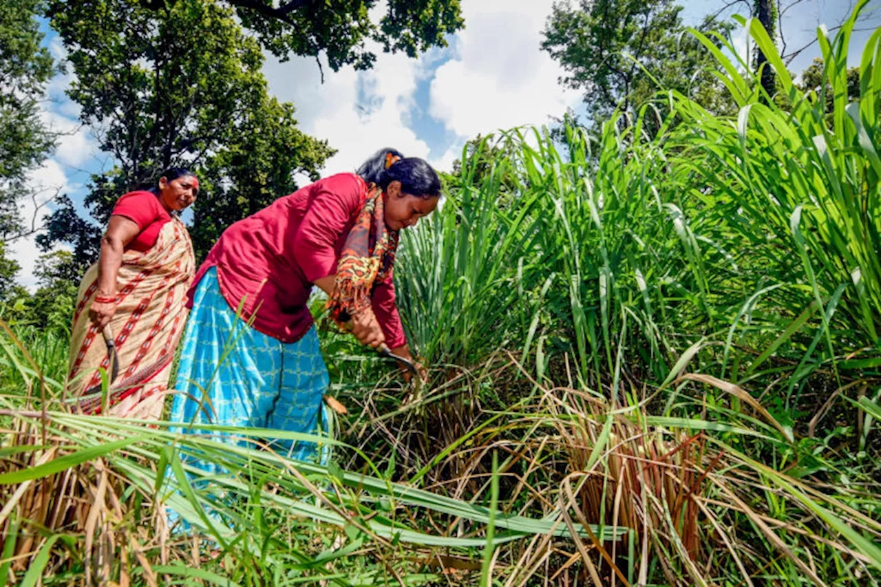 Nepal’s constitutional bench halts ‘triple taxation’ on community forests