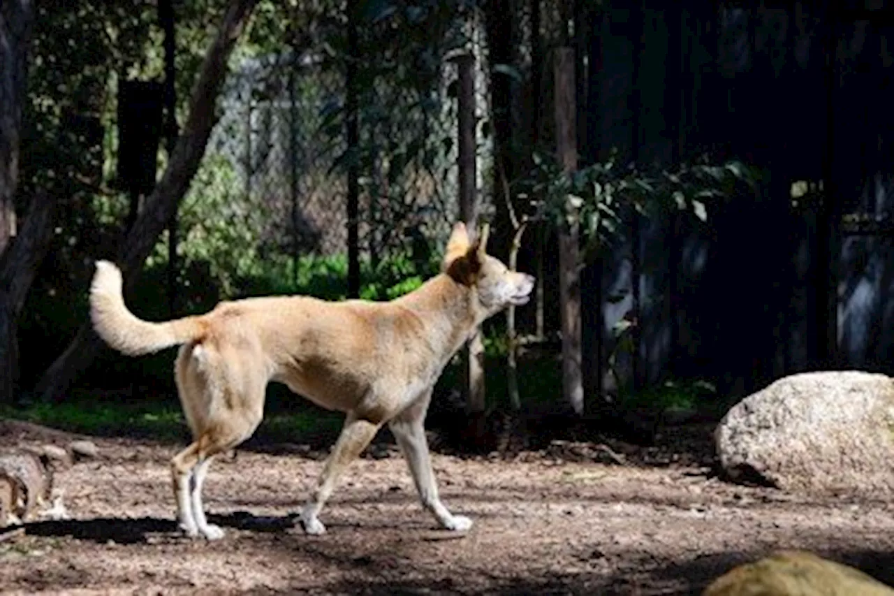 貴州省でも1歳男児が大型犬に襲われ重傷、高まるペット飼育マナーへの懸念―中国（2023年10月21日）｜BIGLOBEニュース